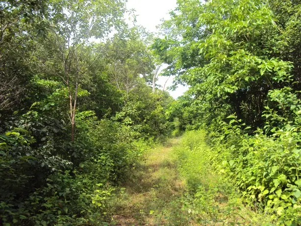 Mata