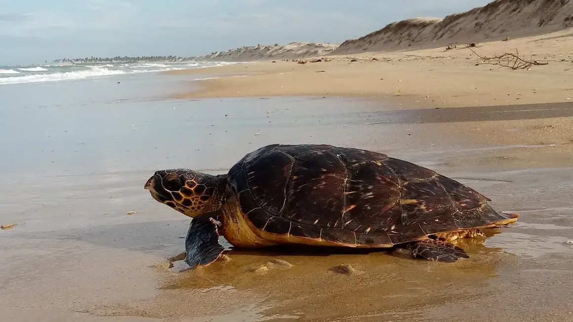 Imagem da notícia: Entenda por que praias de Fortaleza se tornaram refúgio de tartarugas para desova e alimentação