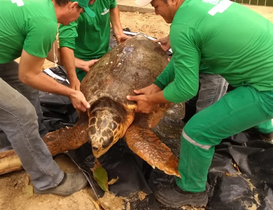 Tartaruga-cabeçuda, da espécie em extinção, resgatada em Paracuru