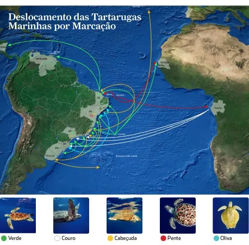 Tartarugas marinhas são espécies ameaçadas e altamente migratórias que apresentam um ciclo de vida longo e uma ampla distribuição geográfica