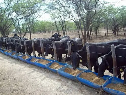 Imagem da notícia: Leite: Ceará vai bem, mas precisa melhorar genética do rebanho