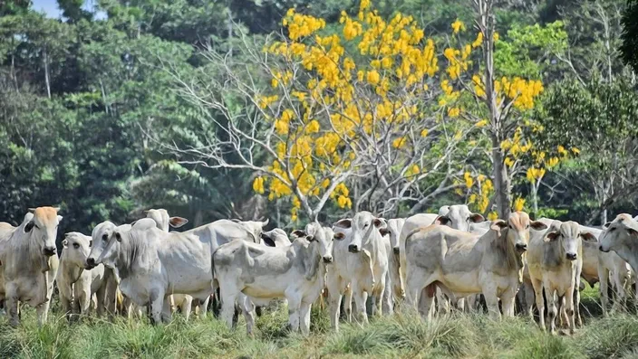 Pecuaristas mantêm gado enquanto aguardam que governo chinês derrube embargo