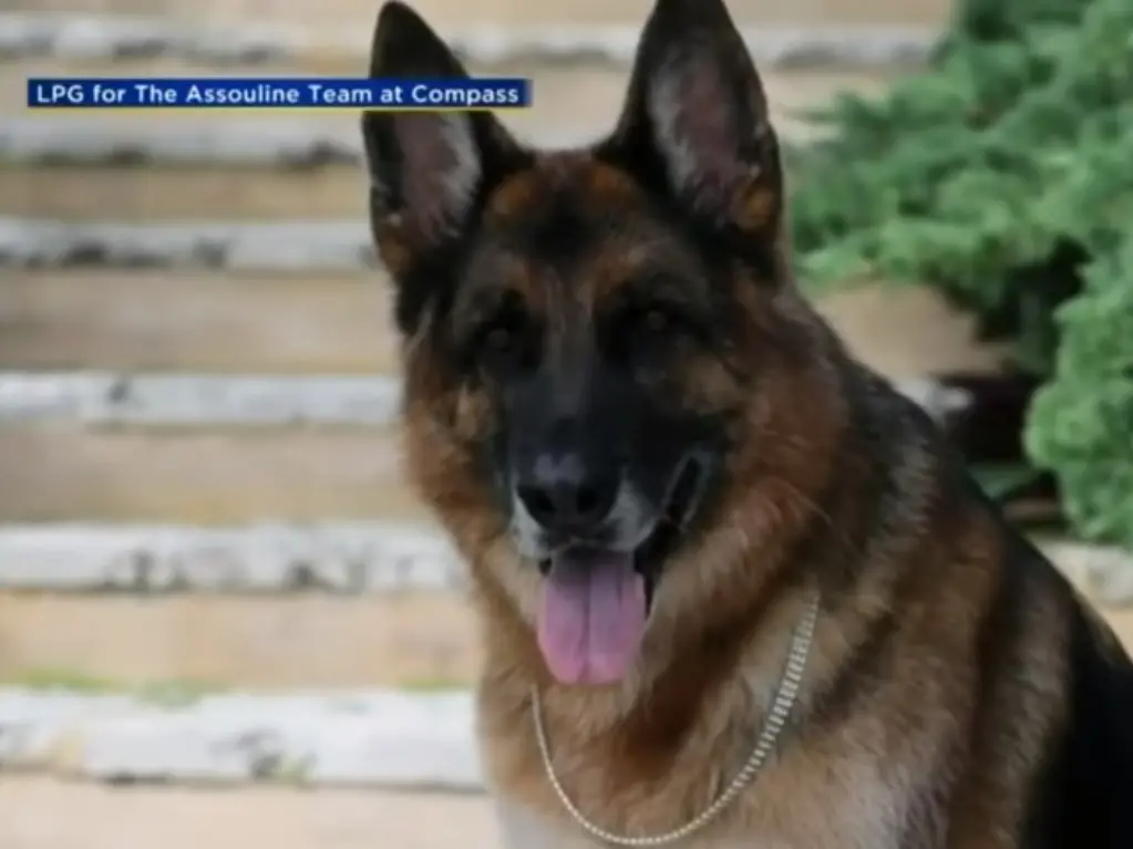 Imagem da notícia: Cachorro dono de US$ 500 milhões coloca mansão que já foi de Madonna à venda