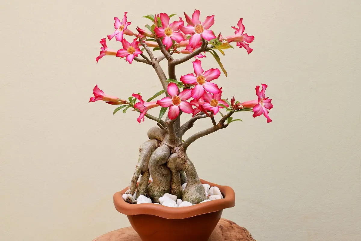 Imagem da notícia: Rosa-do-Deserto: o que é, como cuidar e fazer muda 