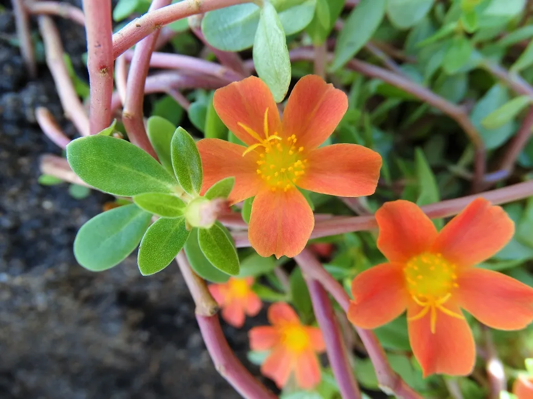 Um dos tipos da beldroega, a Portulaca umbratícola, possui flores de maior tamanho, variando nas cores branca, vermelha e em vários tons de rosa