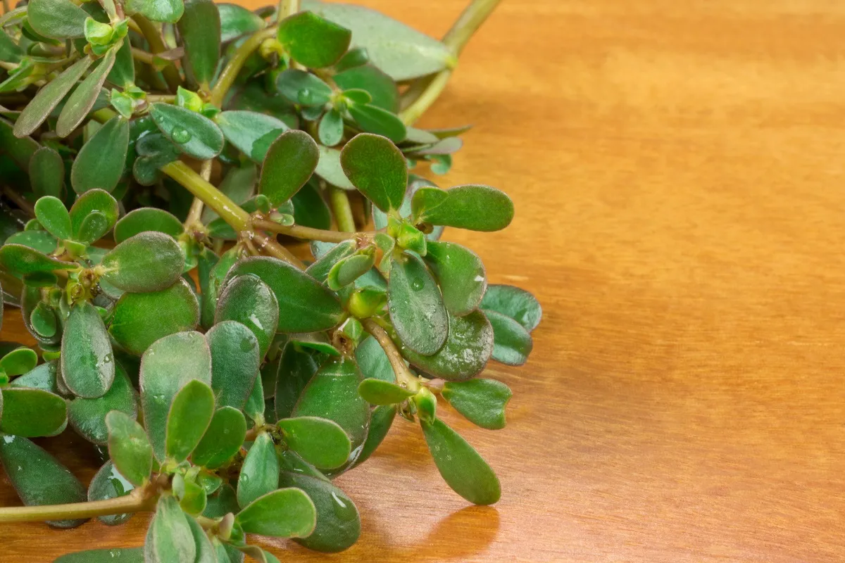 A beldroega é considerada uma importante planta medicinal