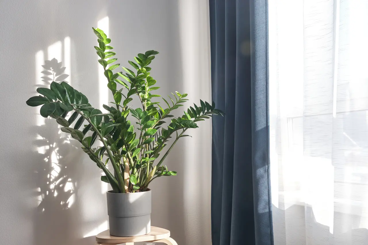 Imagem da notícia: Plantas de sombra: tipos, cuidados e como manter em casa