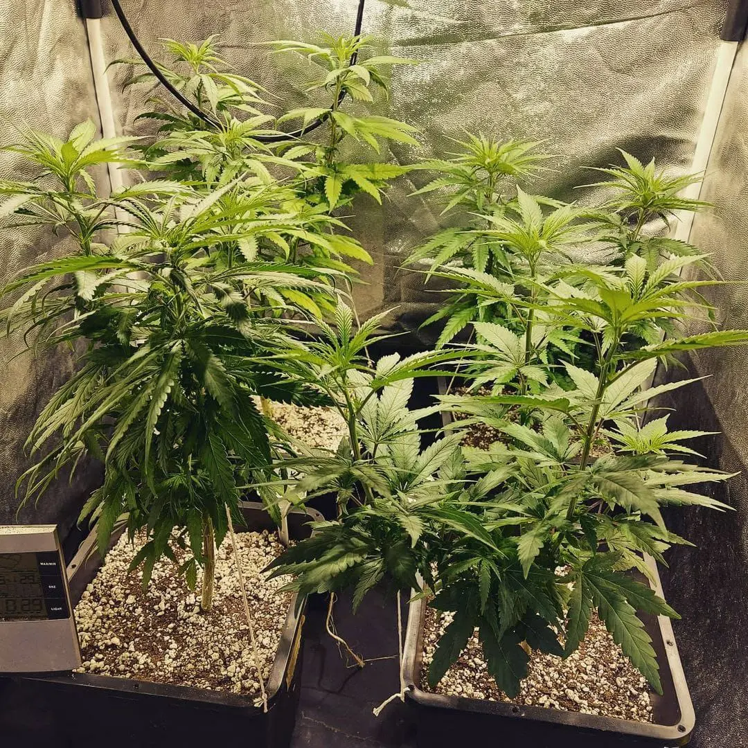 Imagem da notícia: Conselho de Saúde do CE manda projeto de lei da Cannabis medicinal à Izolda e pede envio à Assembleia
