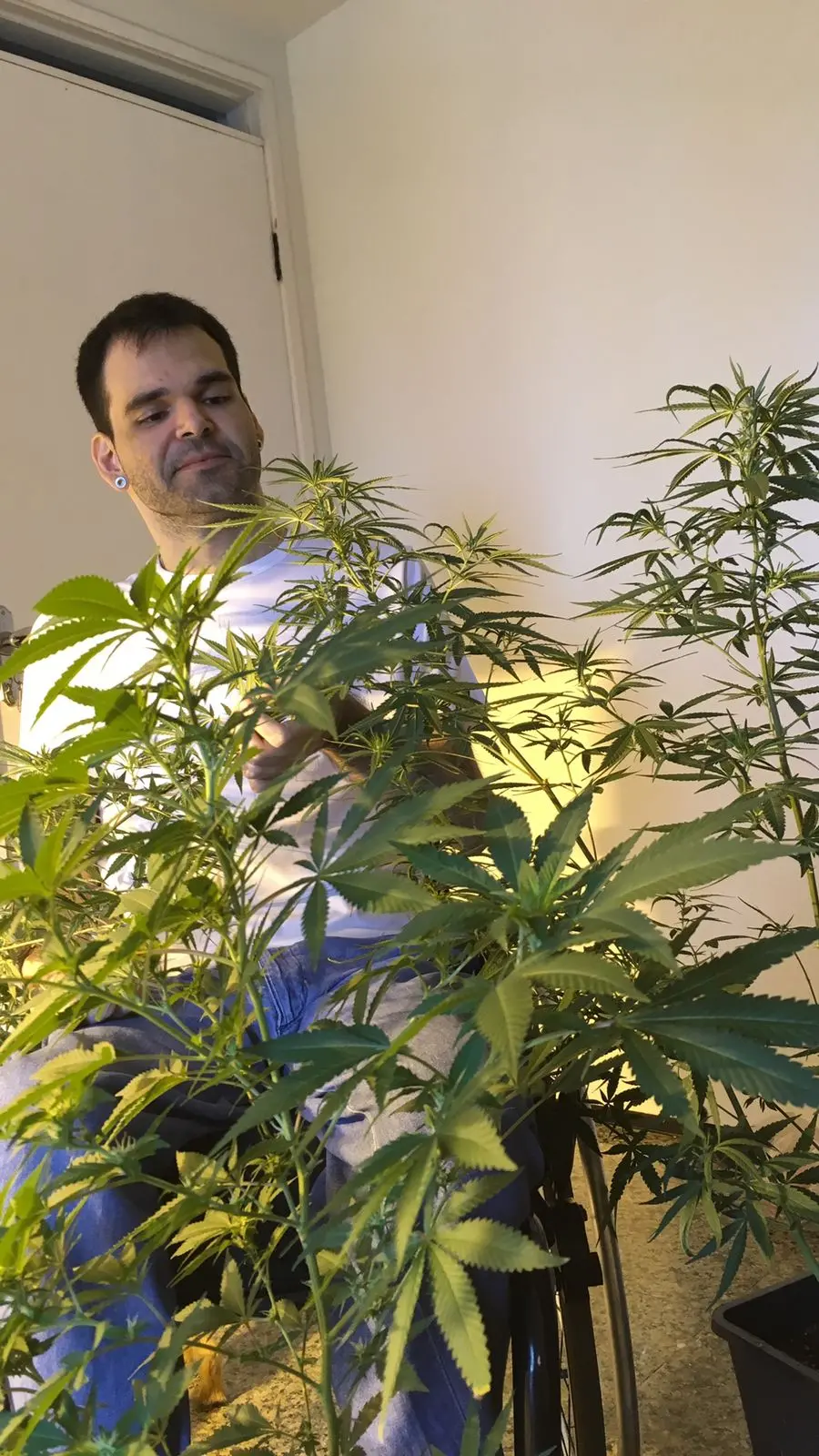Imagem da notícia: Cannabis em casa: 1º paciente autorizado no Ceará relata dificuldades de cultivar o próprio remédio