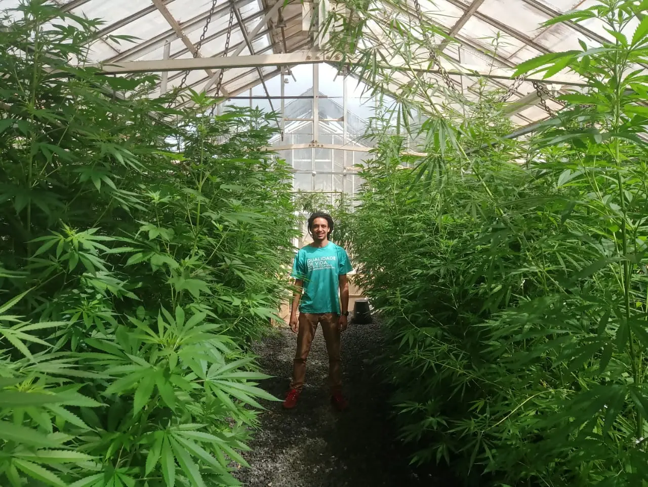 Imagem da notícia: Estudos científicos com Cannabis permitem identificar plantas com maior potencial medicinal