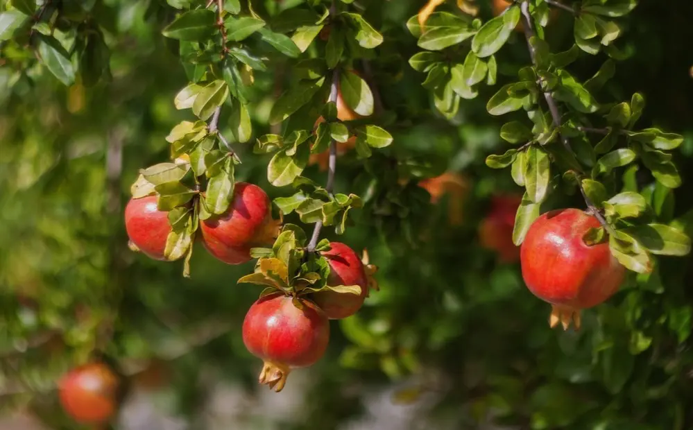 A imagem mostra um pé de romã carregado de frutos.