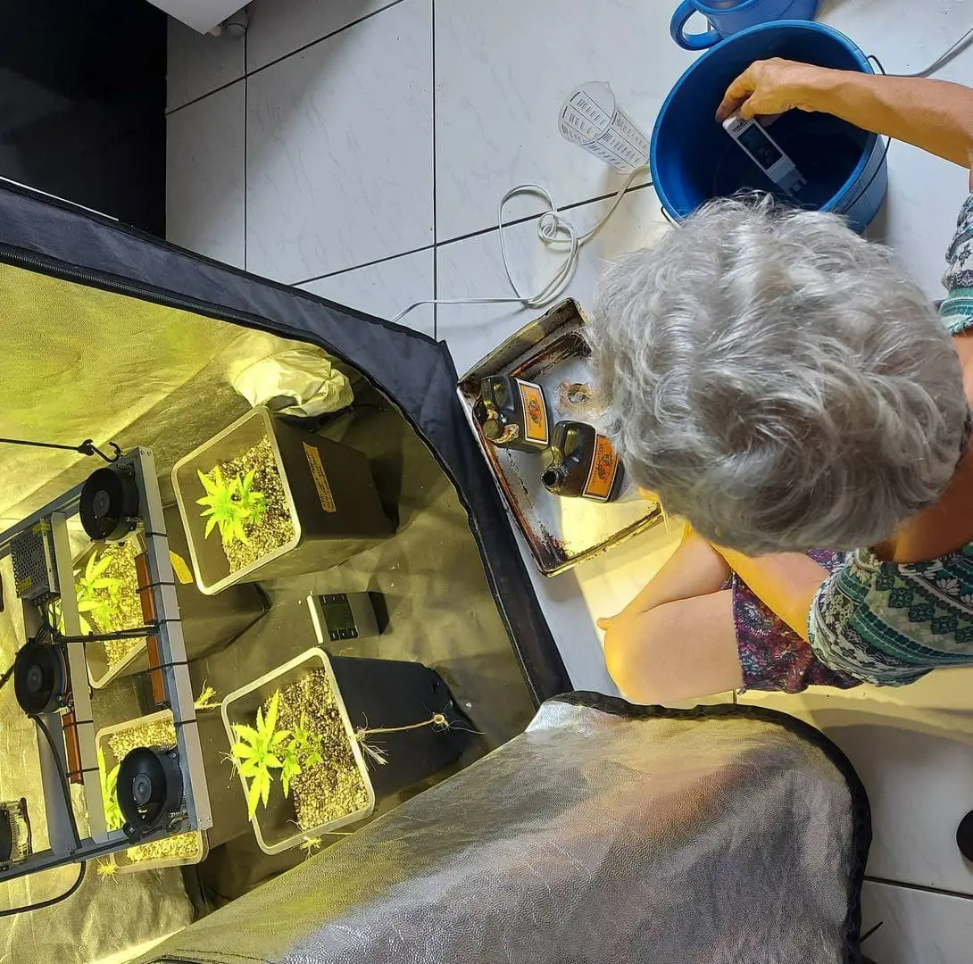 Imagem da notícia: Cearenses cultivam maconha medicinal em casa para tratar de convulsões a dores crônicas  