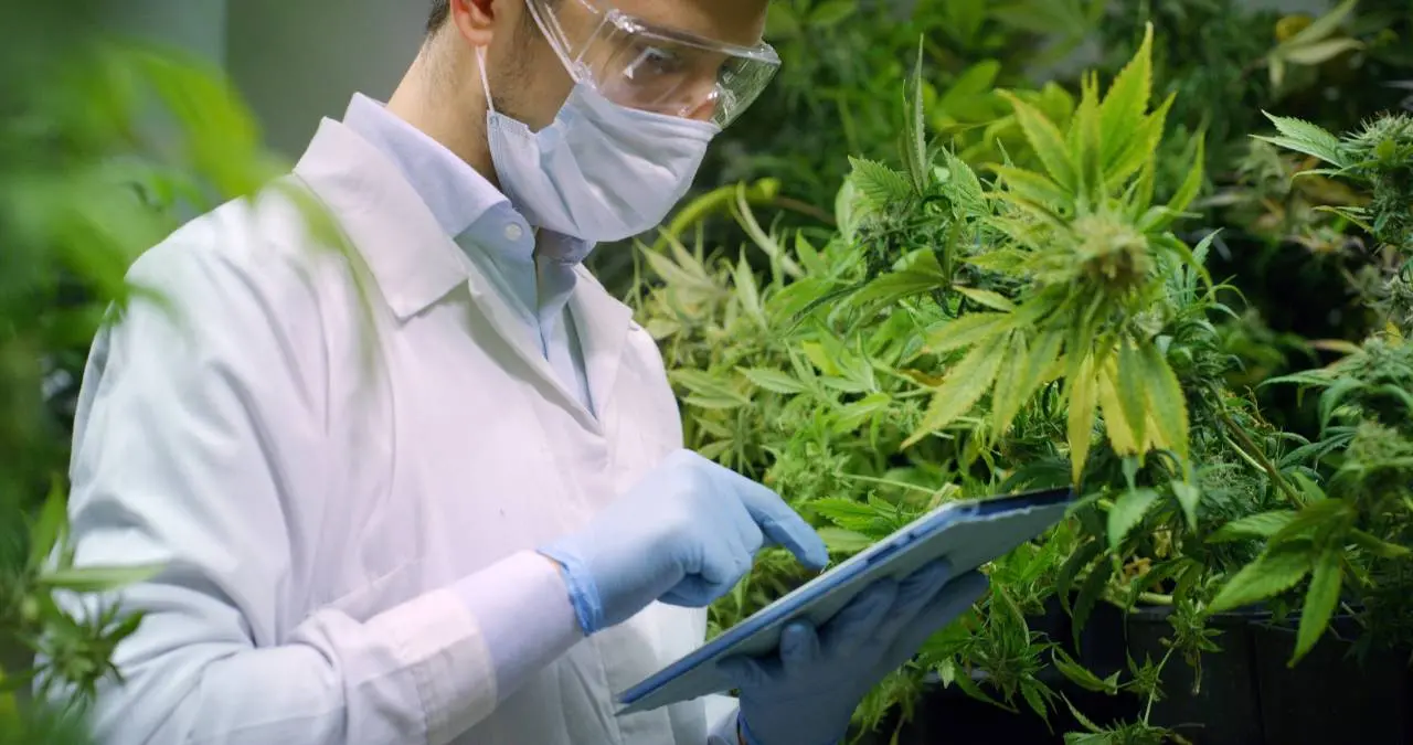 Imagem da notícia: Uso terapêutico da maconha: regular é dar qualidade de vida para milhões de brasileiros 