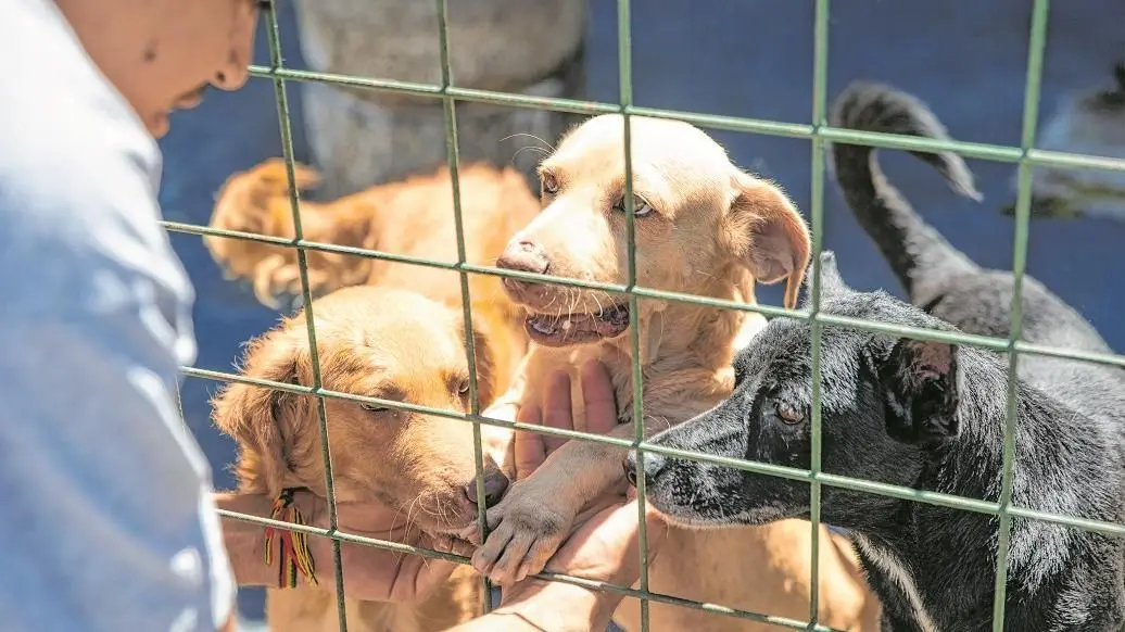 Imagem da notícia: Como os investimentos políticos na pauta PET se refletem na vida real dos animais em Fortaleza