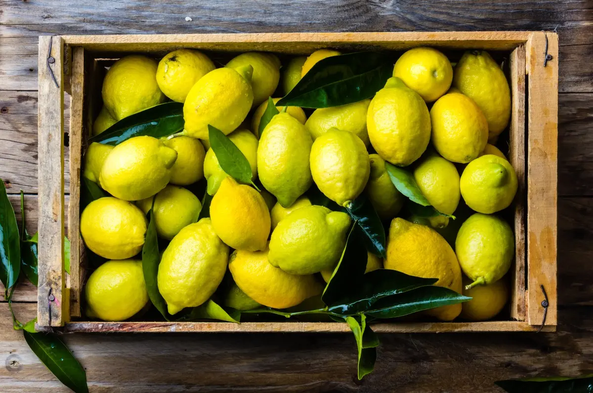 Imagem da notícia: Limão: conheça os benefícios da fruta para a saúde