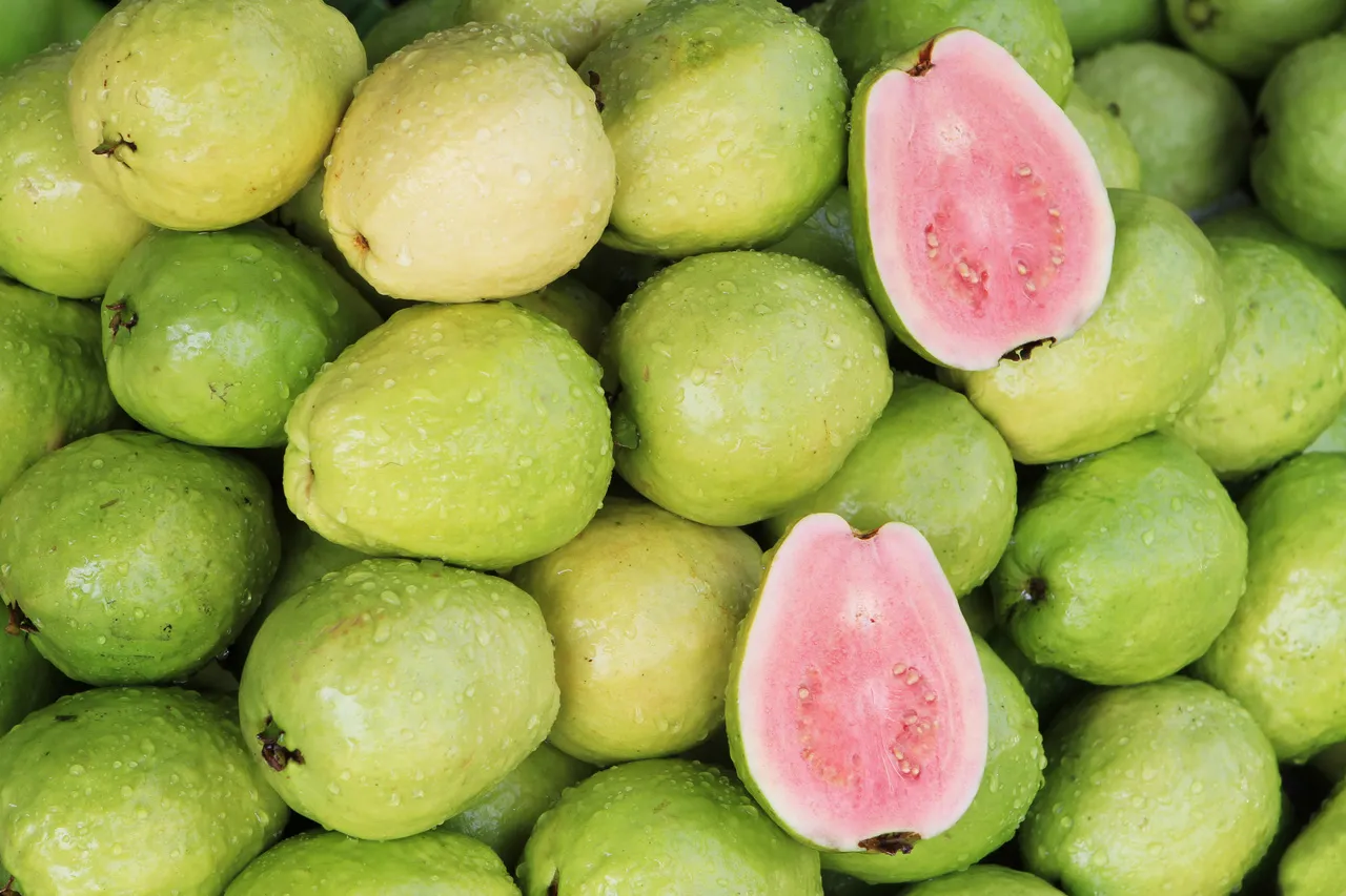 Uma goiaba vermelha possui cerca de quatro vezes mais vitamina C que uma laranja
