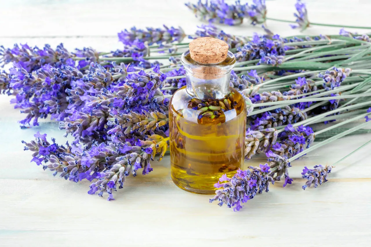 Óleo essencial de Lavanda Francesa é muito utilizado como ansiolítico