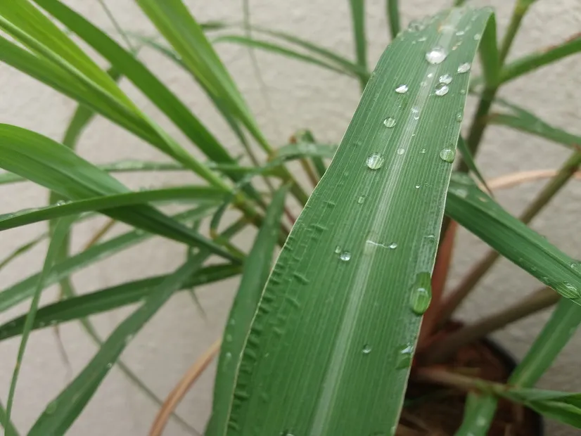 Além de ser um excelente aromatizante, o capim citronela tem a propriedade de repelir insetos