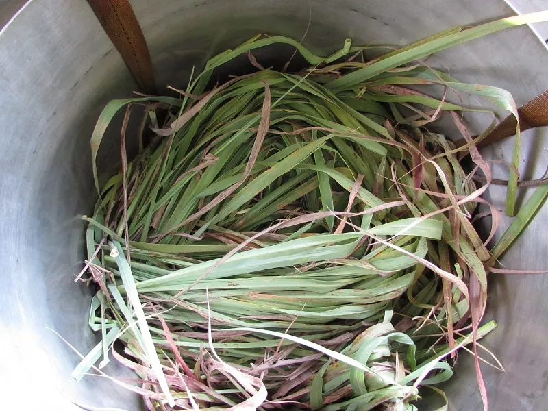A citronela é da mesma família e gênero do Capim Santo