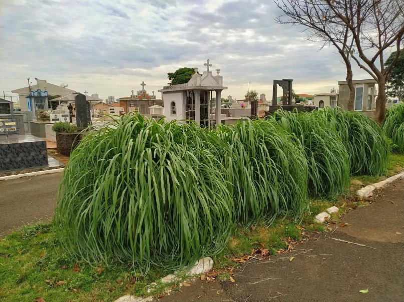 A citronela pode ser usada na forma de fumigações
