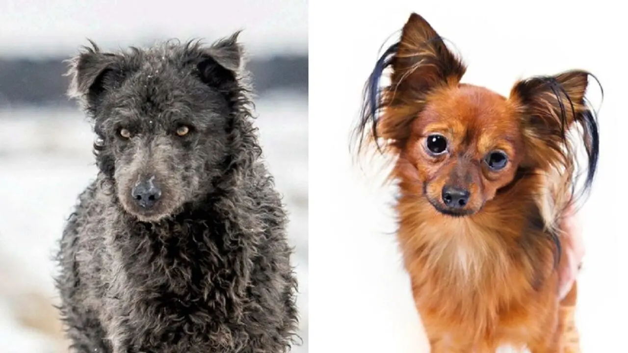 Imagem da notícia: Duas novas raças de cachorros são reconhecidas por entidade; saiba quais são