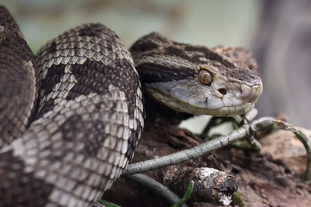 capa da noticia