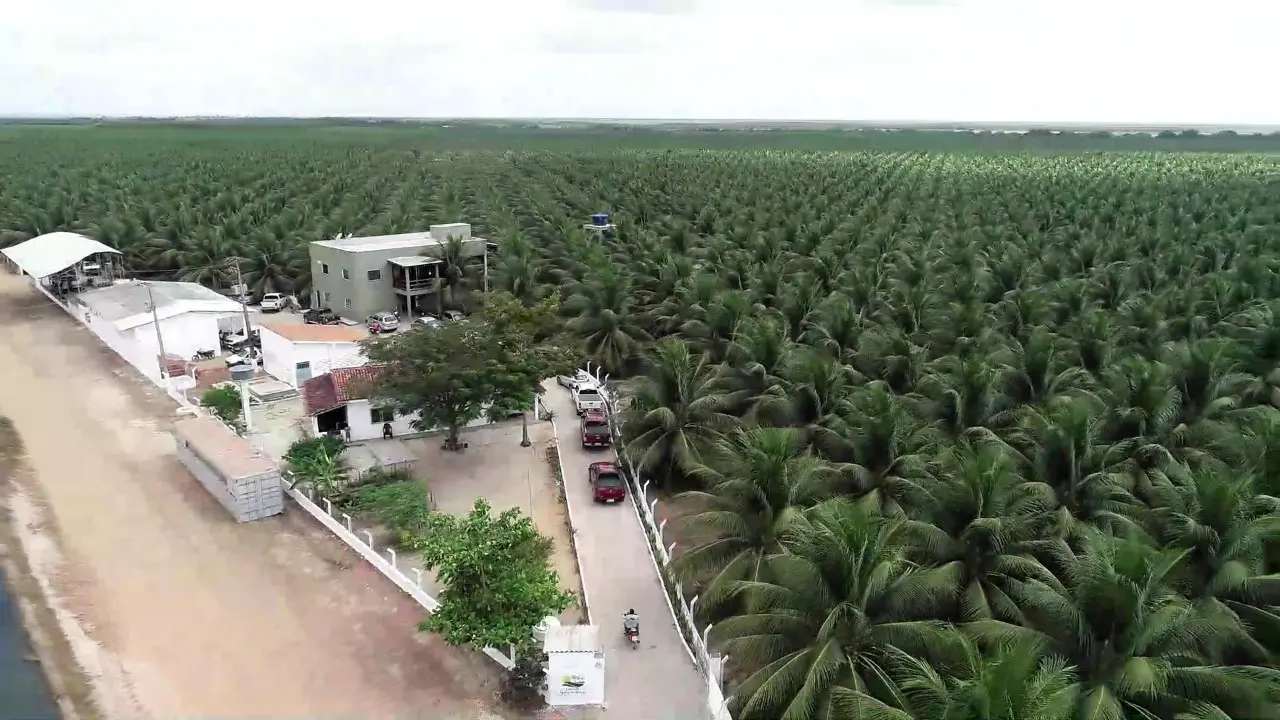 Imagem da notícia: Cacau e pitaya ganham espaço, e Ceará deve receber investimento milionário em culturas alternativas