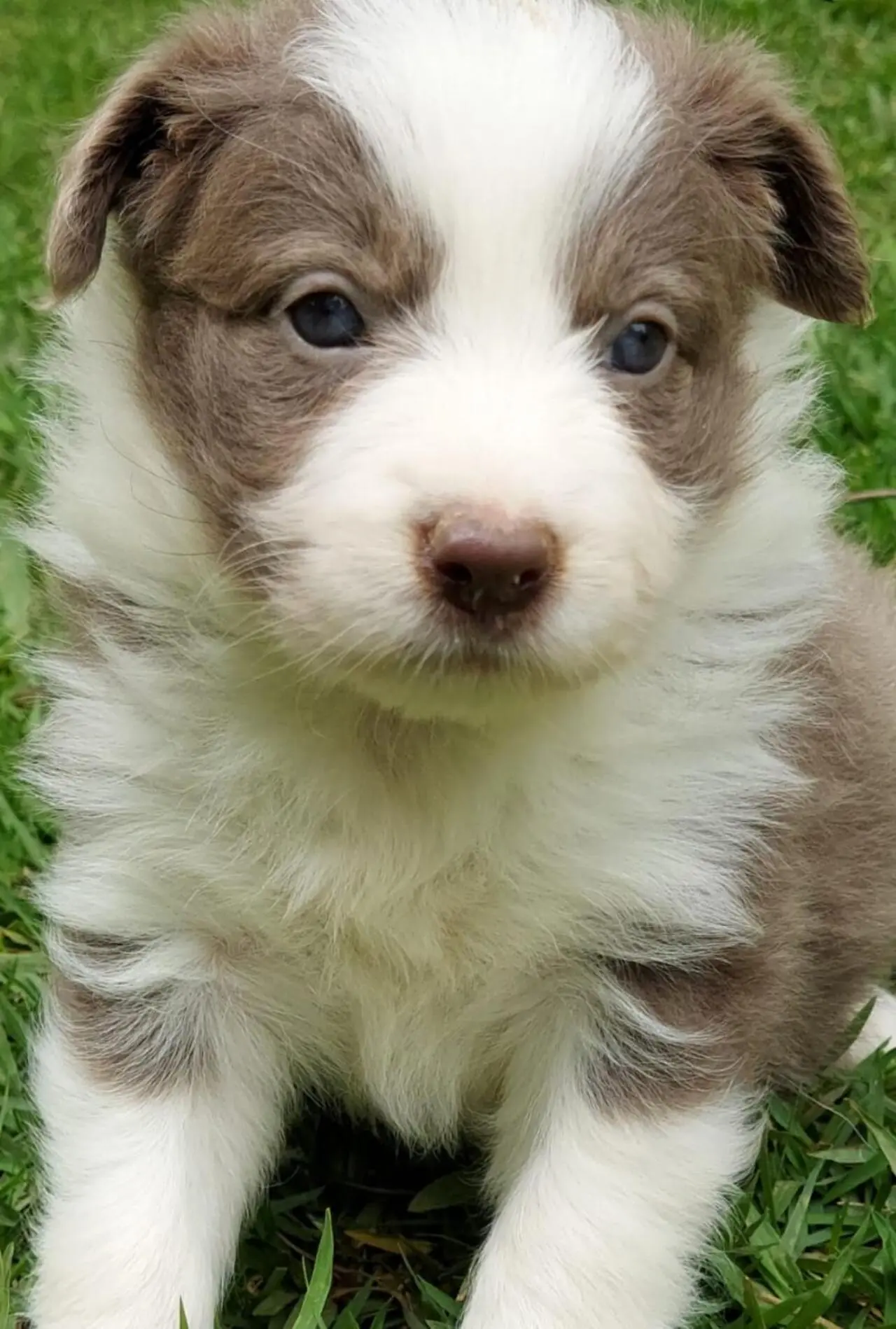 Imagem da notícia: Filhote de cachorro enviado para Fortaleza é esquecido por companhia e vai parar no Rio de Janeiro 