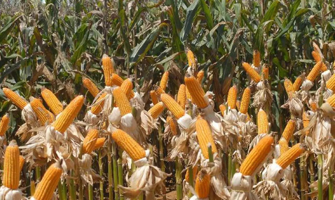 Imagem da notícia: Agricultura de sequeiro ainda domina 95% da área plantada no Ceará