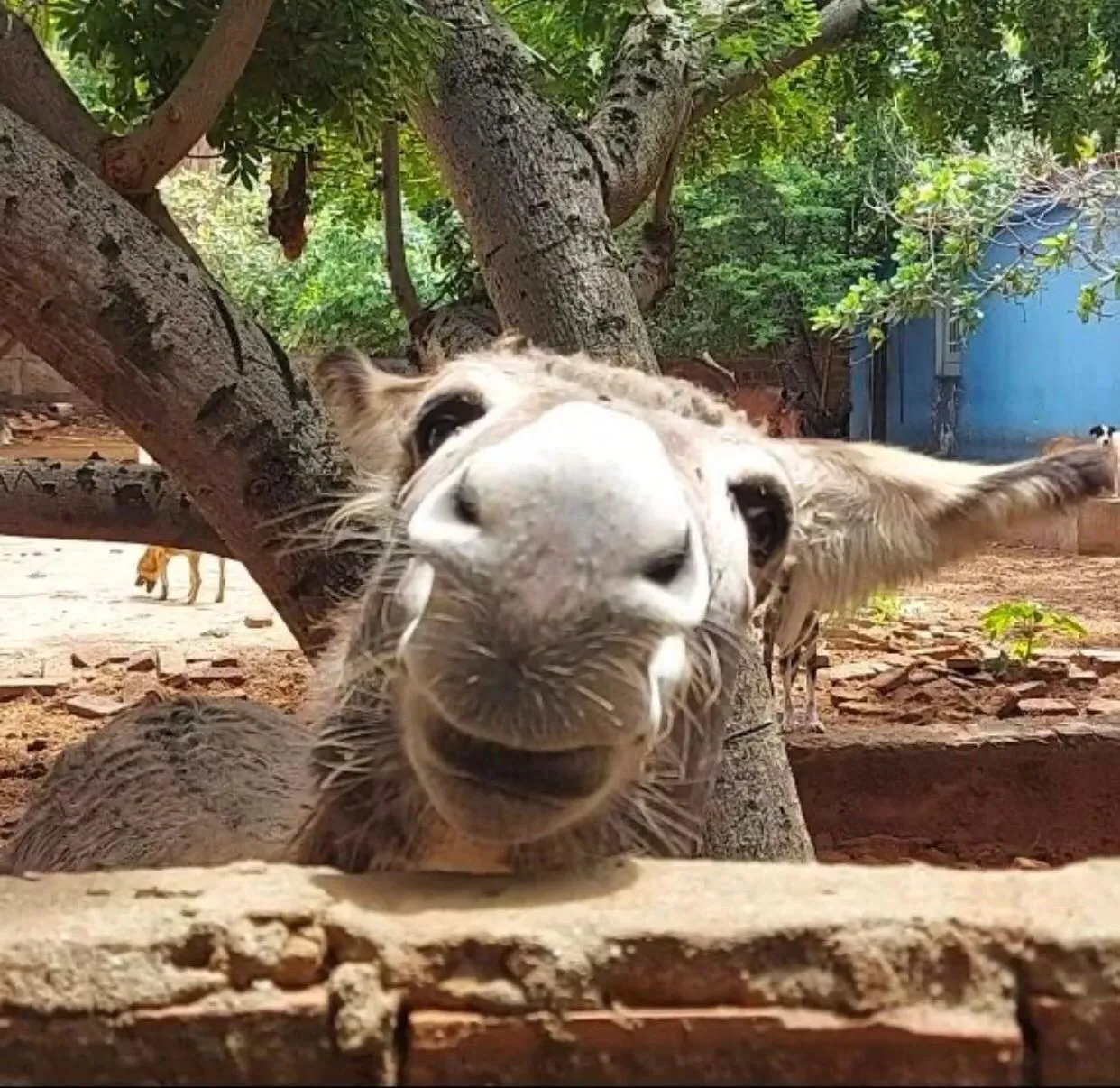 Django é animal de estimação da vereadora Jacqueline Gouveia. Ele é famoso na internet e tem ciúmes da dona