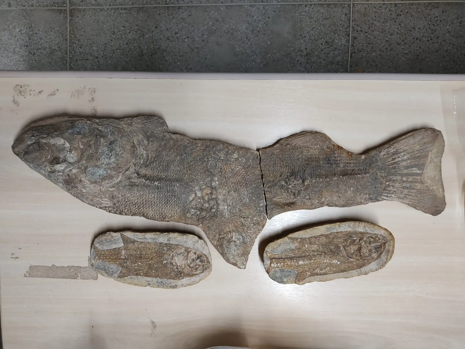 Imagem da notícia: Fósseis apreendidos durante inquéritos da PF serão devolvidos a museu no Cariri
