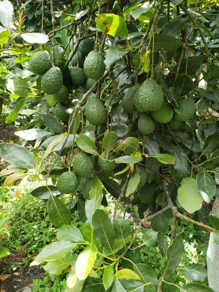 Imagem da notícia: Serra da Ibiapaba, maior produtora, será exportadora de abacate