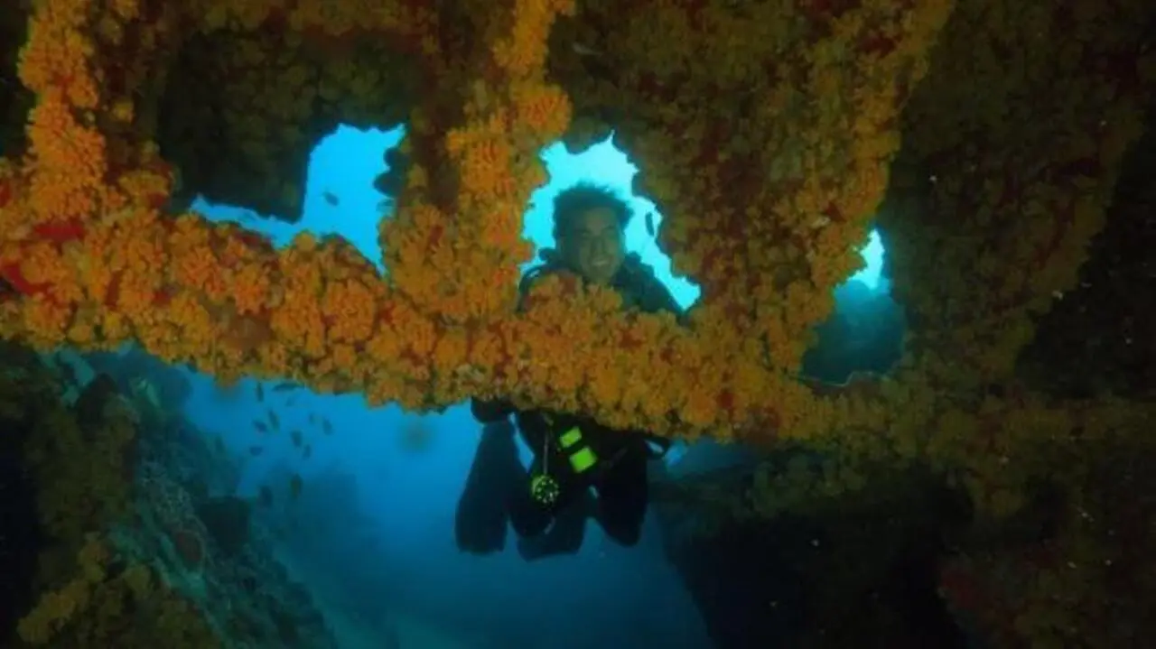 Imagem da notícia: Espécie invasora de coral é identificada pela primeira vez no litoral cearense; veja vídeo