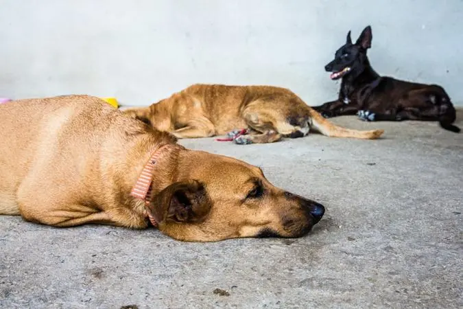 Imagem da notícia Animais sem doenças contagiosas não podem mais sofrer eutanásia em centros de zoonoses