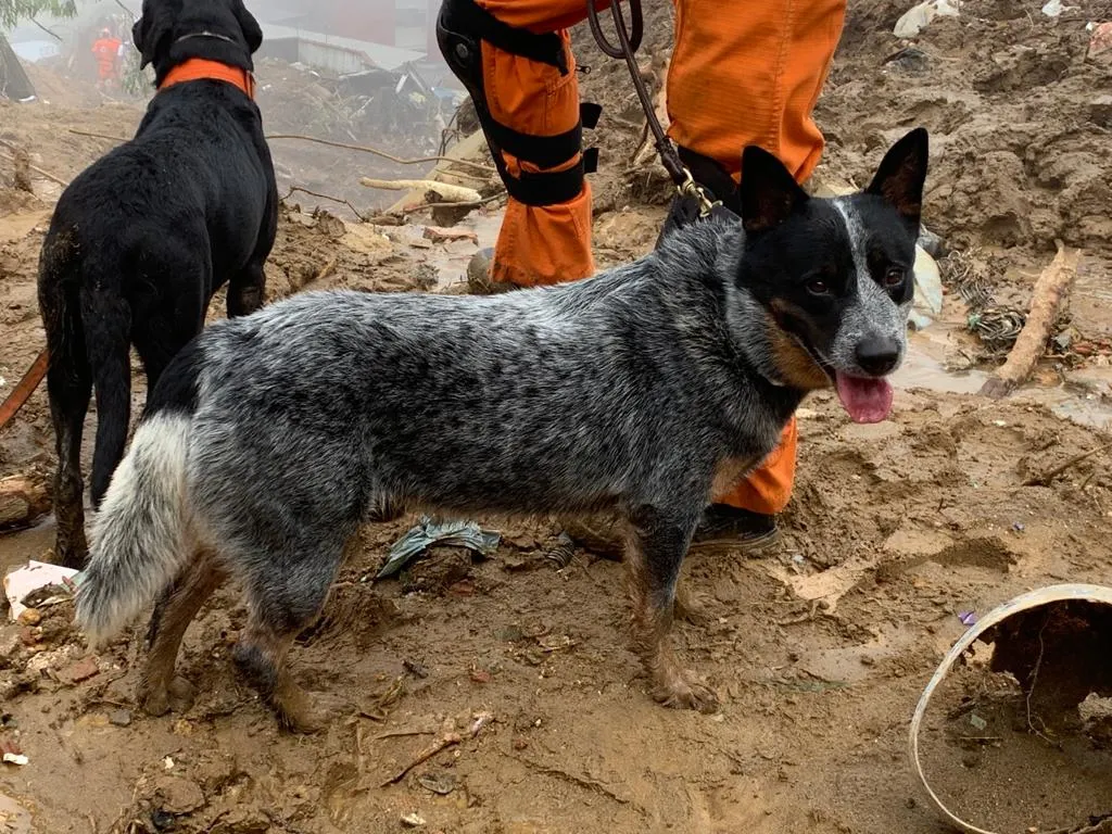 Animais são treinados para localizar pessoas vivas ou mortas e trabalho dos cães é essencial para os resgates