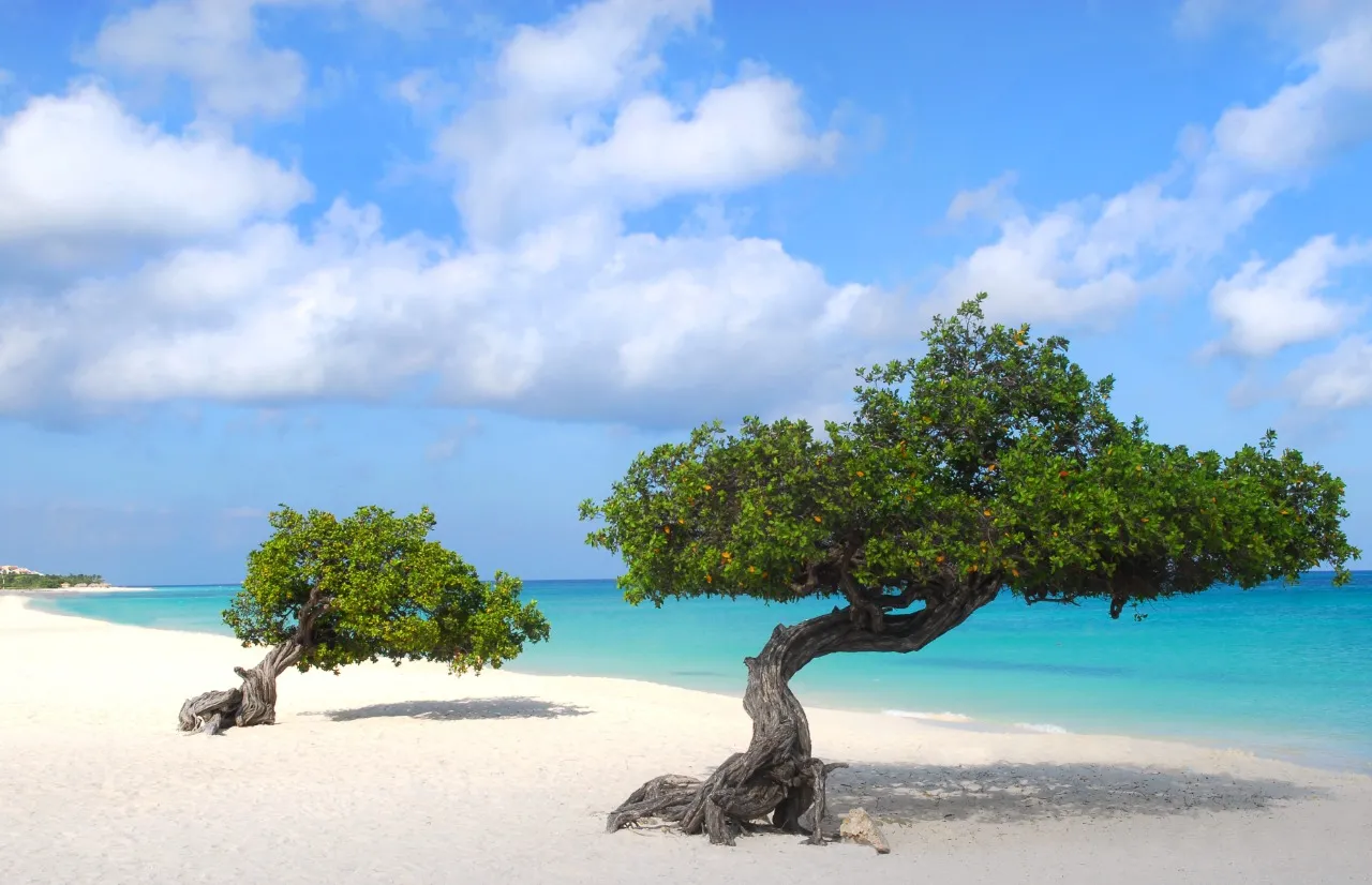 Praia de Eagle Beach - Palm - Eagle Beach, Aruba