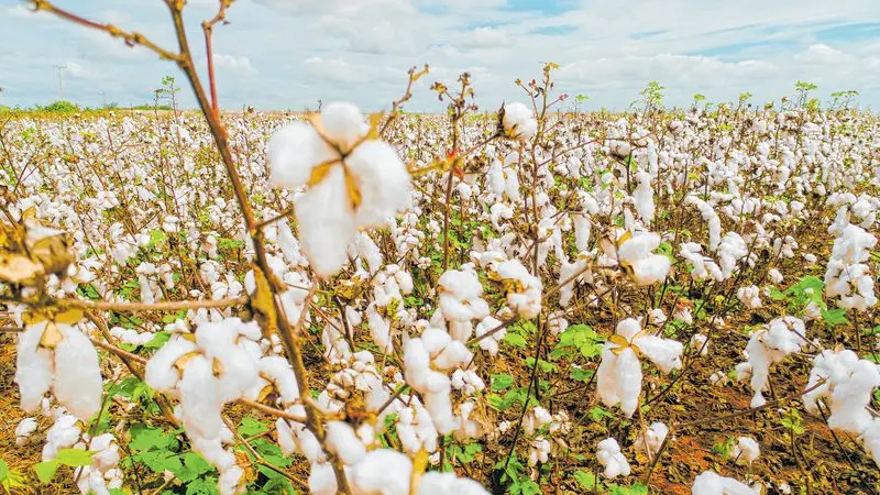 Imagem da notícia: Empresário cotonicultor espera há 2 anos e meio pela Enel