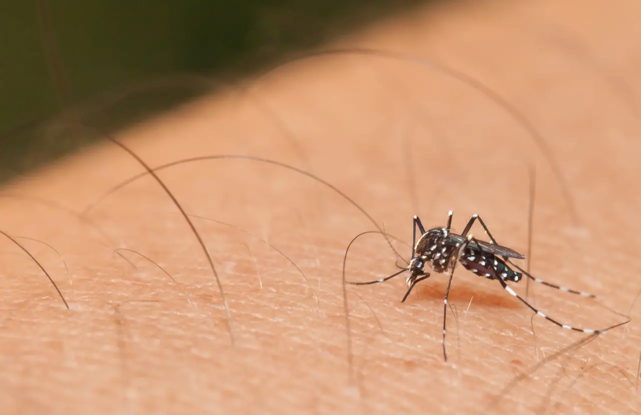 Imagem da notícia: Alta de casos de chikungunya em 2022 acende sinal de alerta em Fortaleza