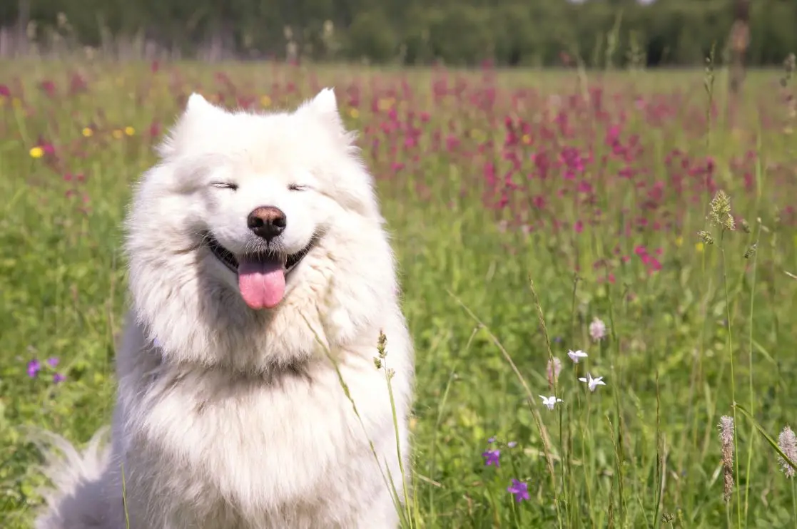 Imagem da notícia: Samoieda: conheça principais características do cachorro e cuidados com a raça siberiana