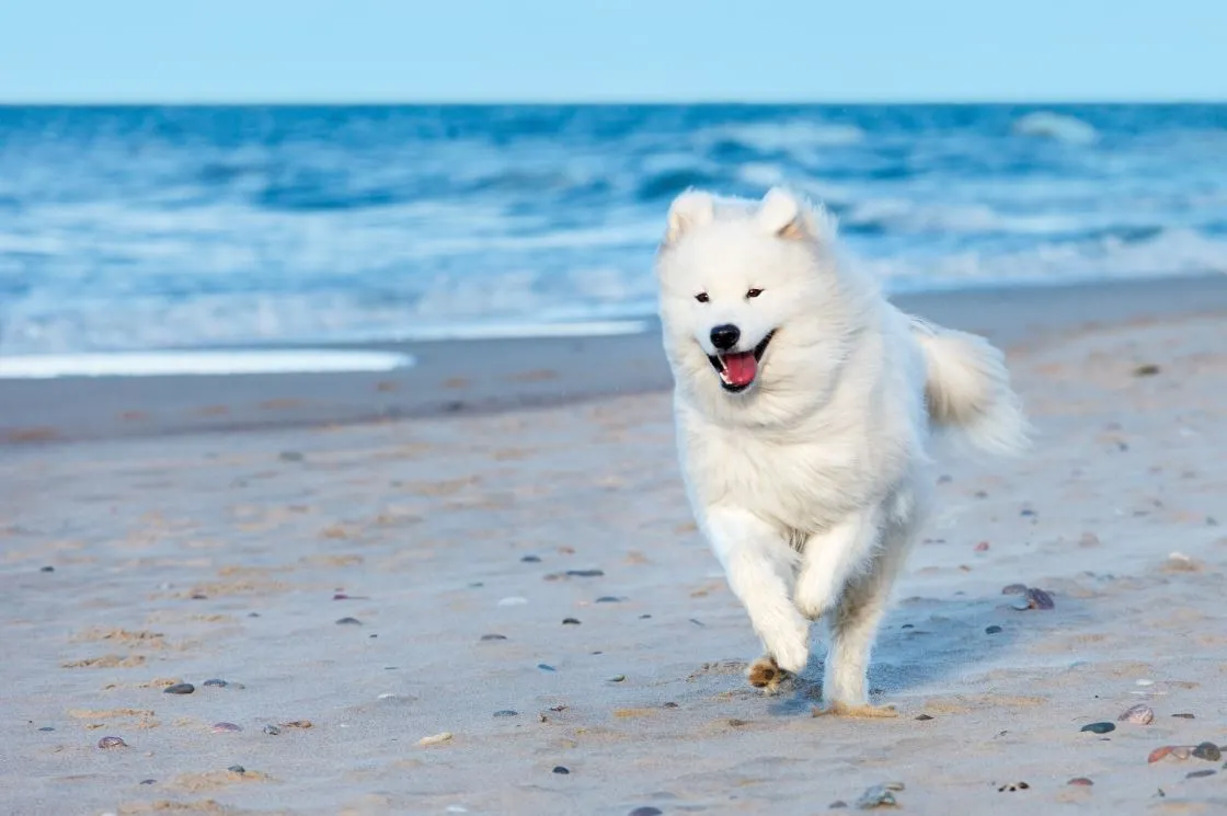O cão Samoeida é extremamente amigável e cheio de vida