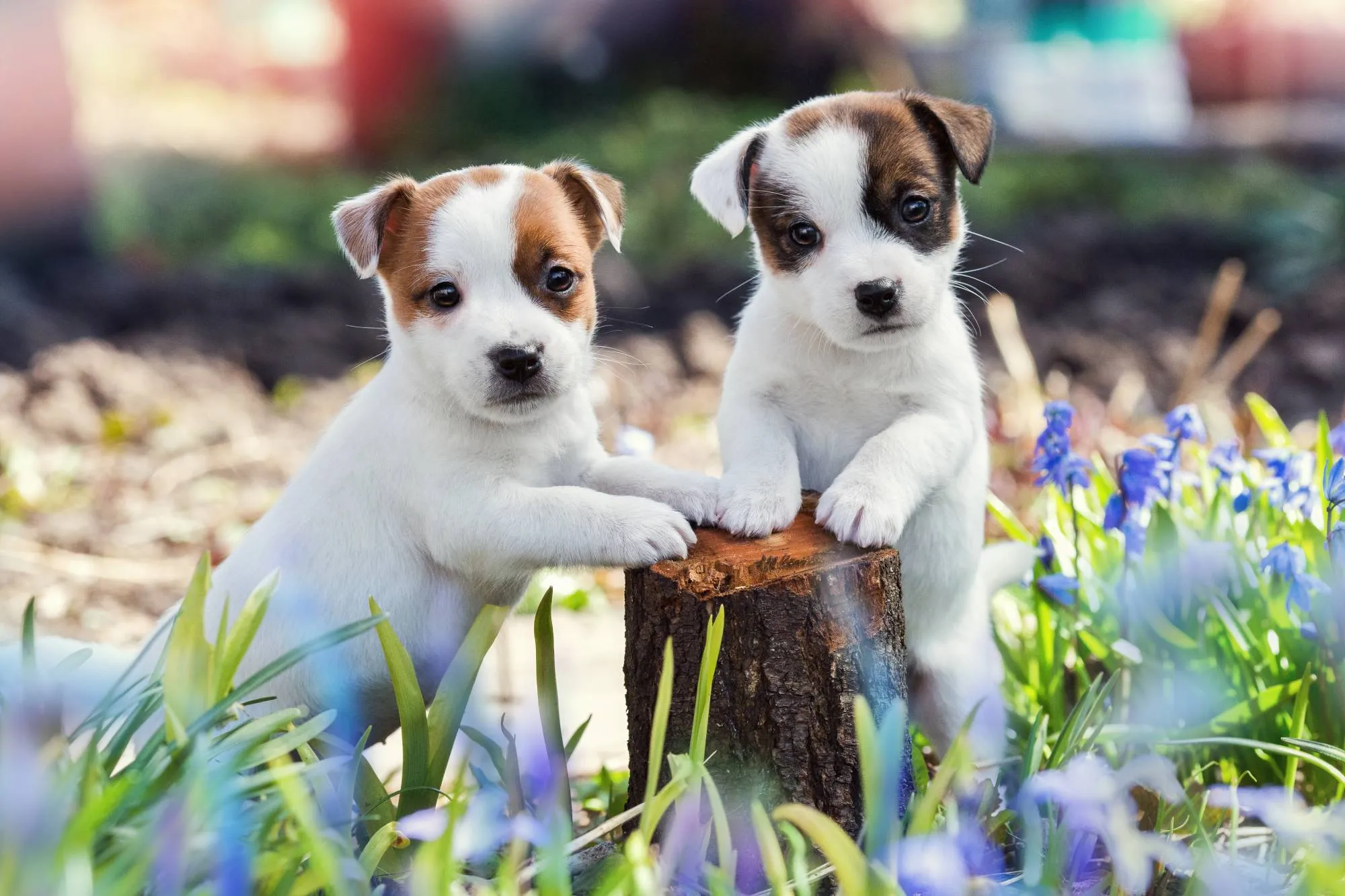 Filhotes da raça Jack Russell Terrier