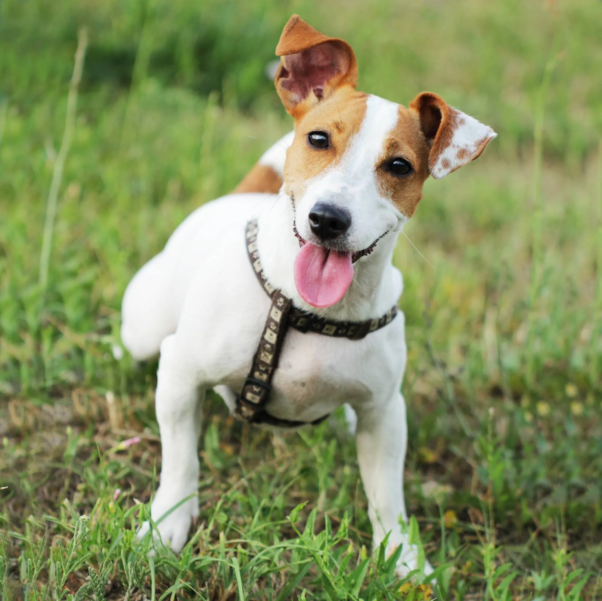 O Jack Russell é um explorador nato e energético que precisa fazer muita atividade e/ou adestramento