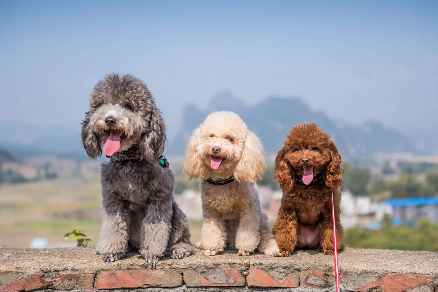 Imagem da notícia: Poodle volta ao ranking de cães mais populares nos EUA; Confira lista do top 10 