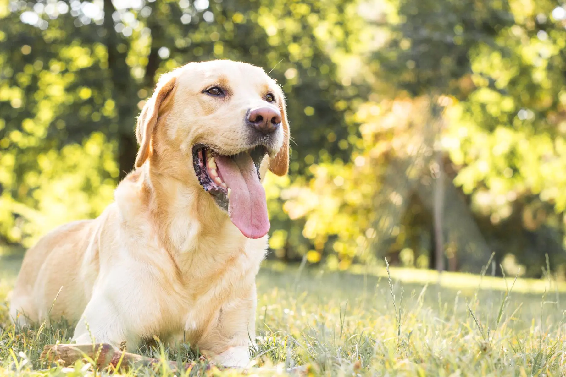 foto de um cachorro da raça Labrador