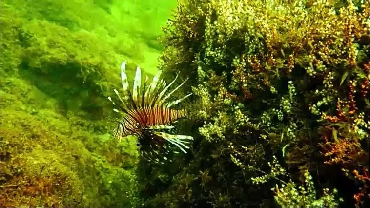 Cientistas contam com apoio dos pescadores locais para conseguir identificar a espécie invasora