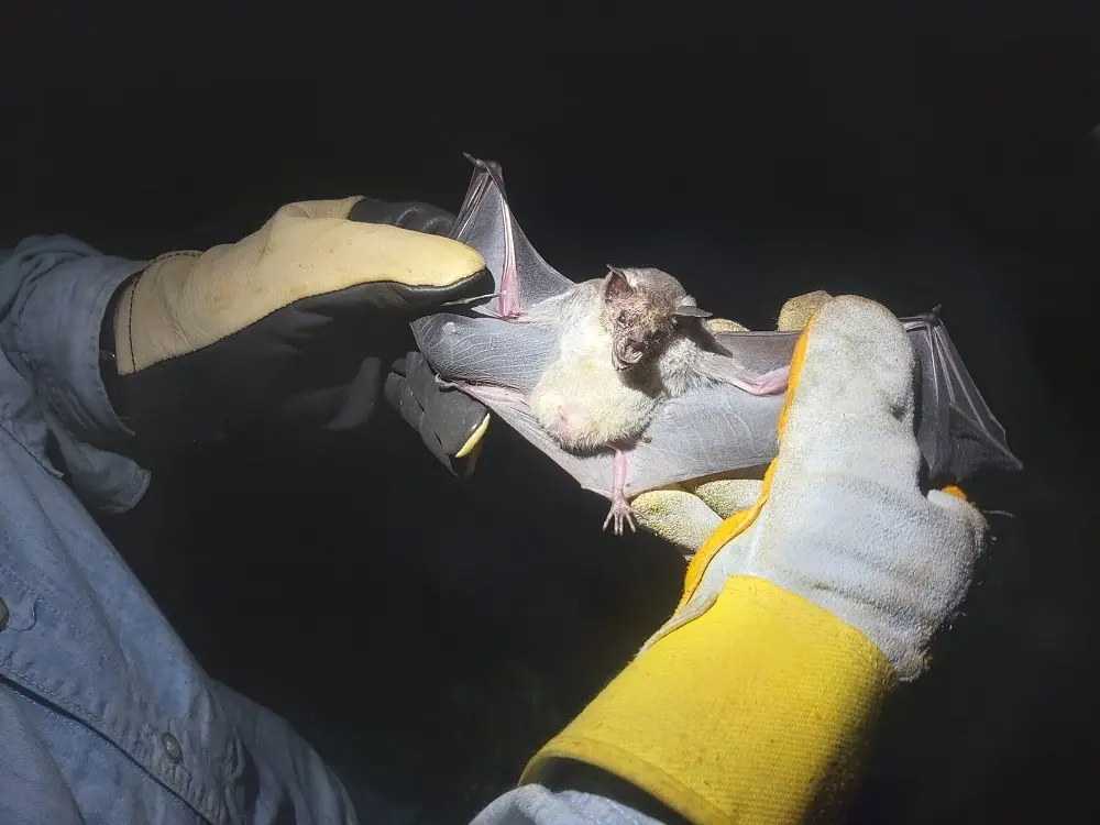 Imagem da notícia: Entenda por que pesquisadores monitoram a presença de coronavírus em animais silvestres do Ceará