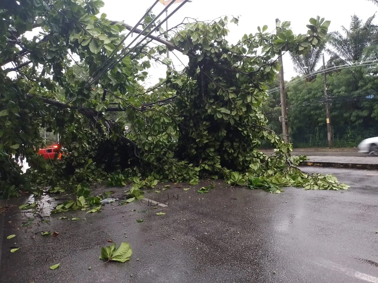 Árvore caiu na Avenida Engenheiro Santana Jr, no Cocó