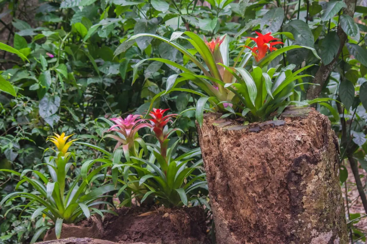 Jardim com bromélias coloridas
