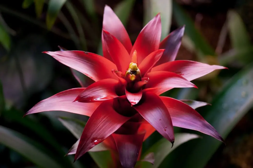 Bromélia vermelha em jardim