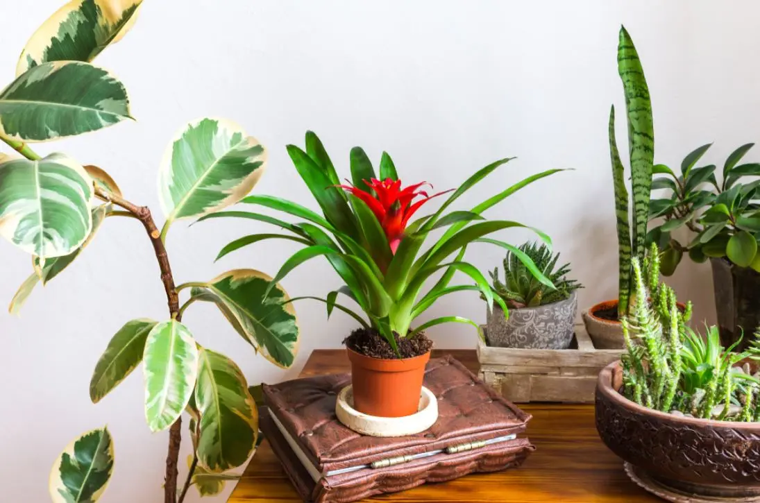 Bromélia com flor vermelha em um vaso